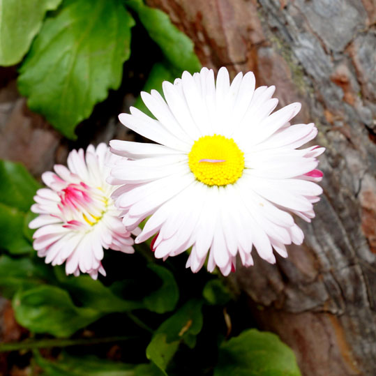 маргаритки 