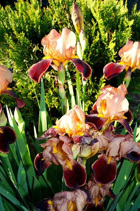 ирисы на фоне туи