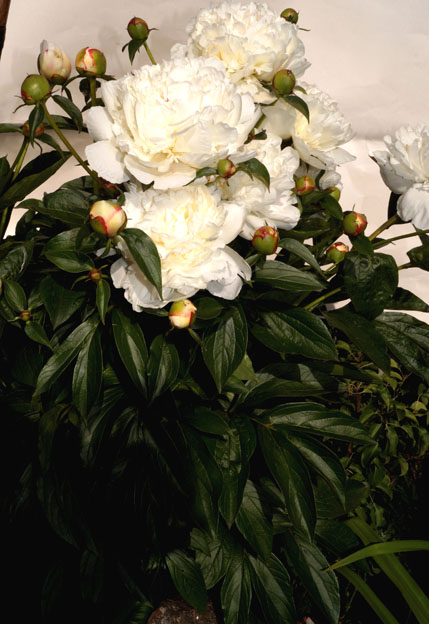 куст белого пиона 