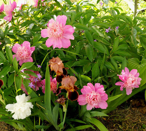 ирисы с пионами