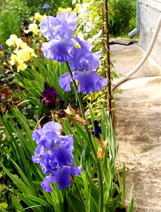 ирисы бородатые в ландшафтном дизайне 
