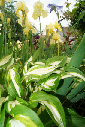 многолетние растения с цветущими многолетниками 