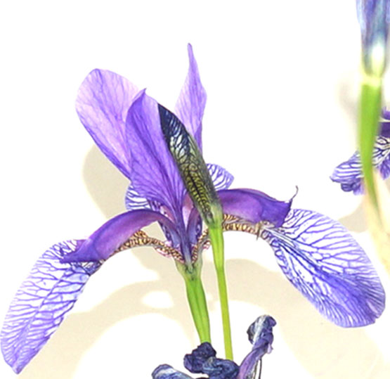 сибирский ирис 