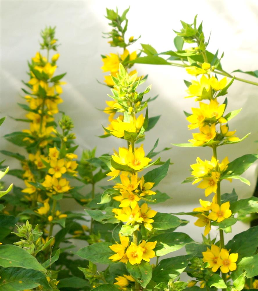 вербейники 