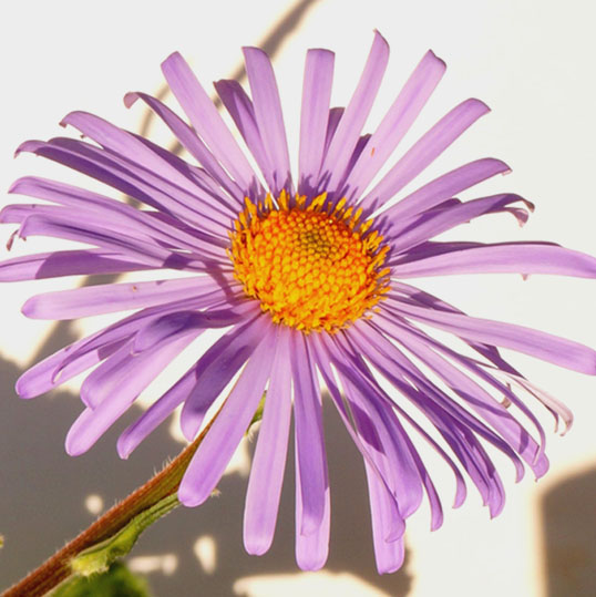 астра альпийская 