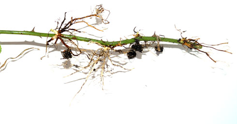 процесс образования корней и развитие побегов