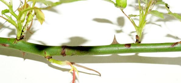 отводок плетистой розы