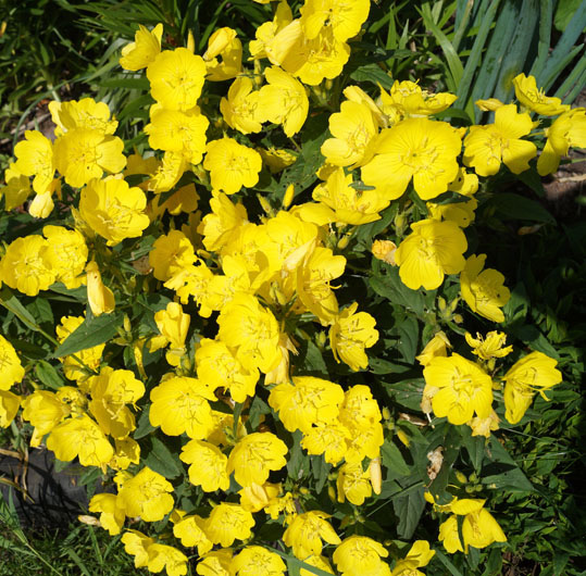 Энотера многолетник 