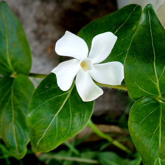 барвинок альба 