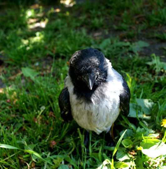Наш подопечный вороненок 