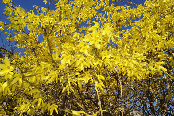 желтый весенний куст