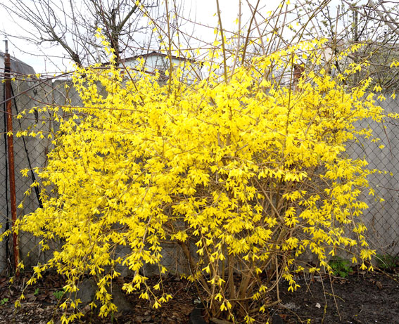 куст форзиции весенний