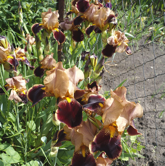 бородатые ирисы в дизайне забора 