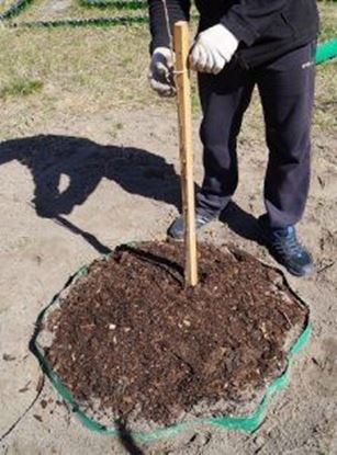 Изображение Посадка растений: деревья, цветы, кусты