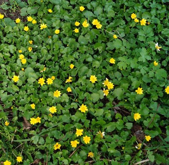 чистяк весенний коврик