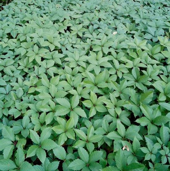 девичий виноград