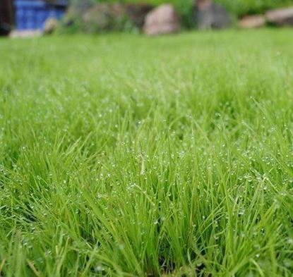 услуги по уходу за газоном заказать