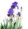 бородатые ирисы синего цвета купить Украина Киев