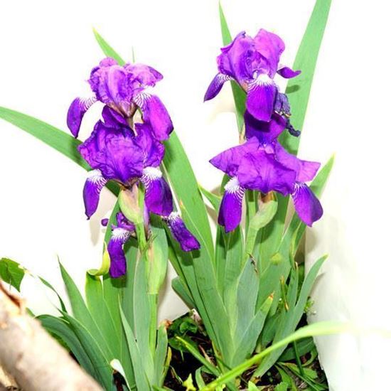 купить ирис карликовый киев украина