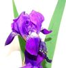 цветы ириса низкорослого