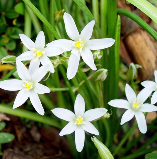 купить луковичные многолетники киев украина 