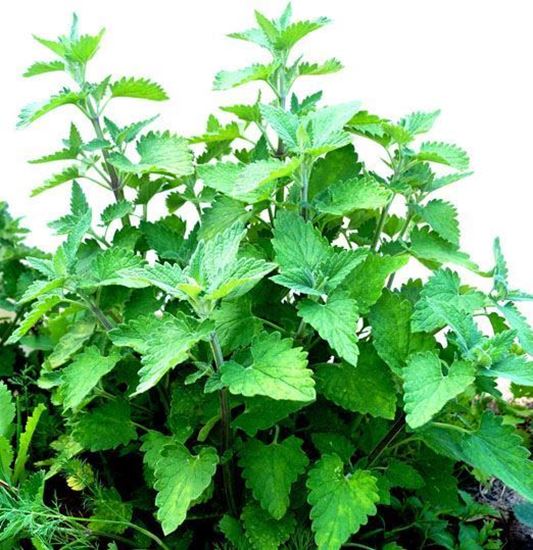 купить лимонную траву, пчелиную мяту украина киев