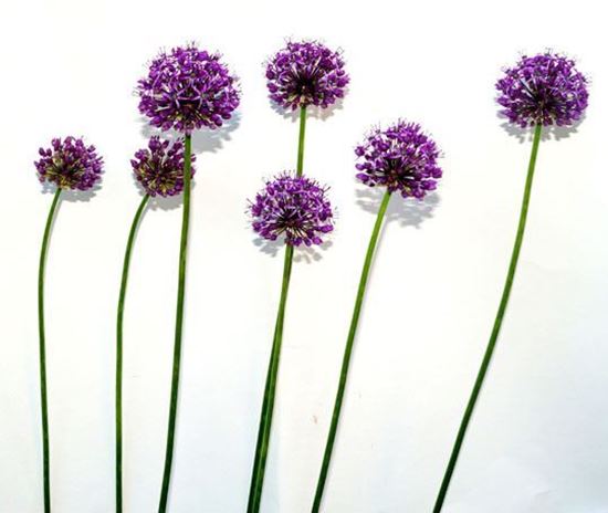 аллиум ostara, аллиум caeruleum