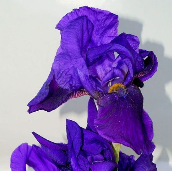 купить цветы ирисов от производителя с доставкой по Украине Кие