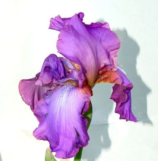 цветы ириса бородатого крупно-цветкового купить украина  