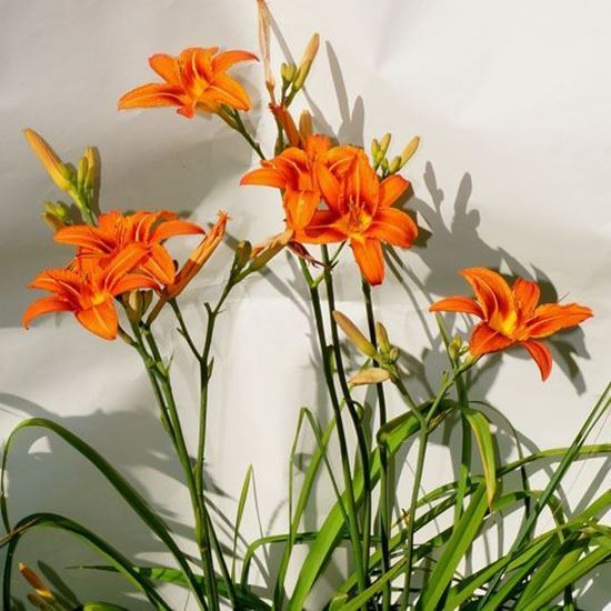 лилейник купить лилейники Украина доставка