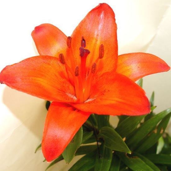 купить яркую крупную лилию саженцы доставка