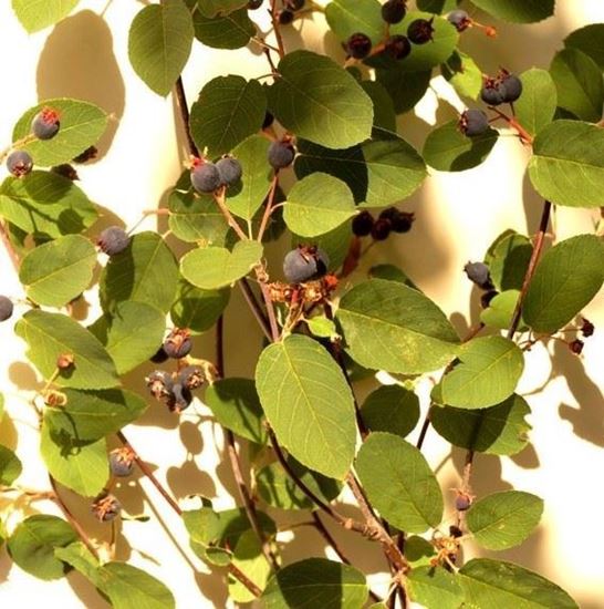 купить саженцы декоративных кустов Украина Киев