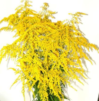 купить садовые цветы с доставкой Киев Украина, интернет - магазин 