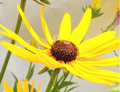 рудбекию купить желтые ромашки доставка растений по Украине 