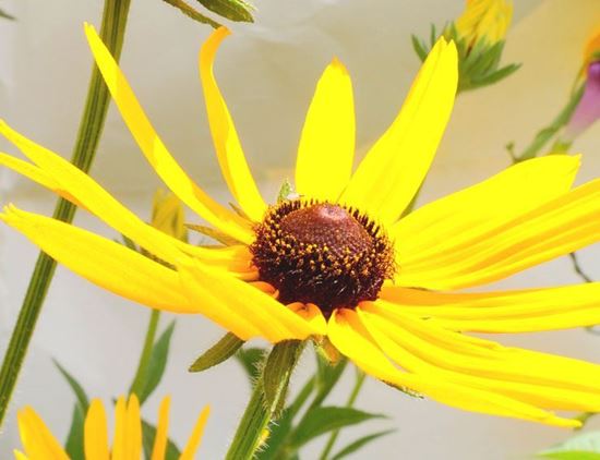 рудбекию купить желтые ромашки доставка растений по Украине 