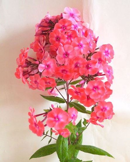 флокс багаторічний, флокс высокий, флокс купить Украина Киев