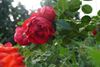 розы красные, троянди червоні,