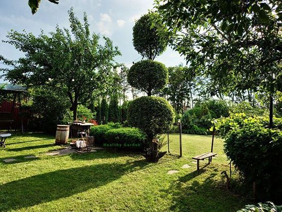 Обрезка деревьев в саду, обрезка деревьев под Киевом, обрезка деревьев в Киеве, обрезка деревьев в Киевской области